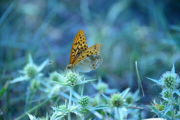 butterfly on a yellow flower