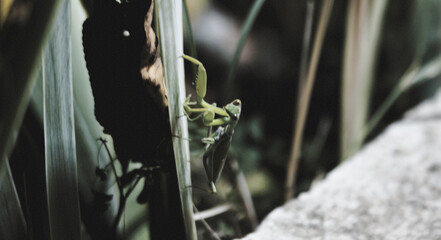 My vacation in Abkhazia