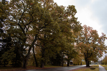 Trees in autumn around road. Shooting date - 10/11/2020. Location - Limbazi, Limbazu novads, Latvia.