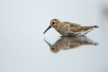 Juvenile dunlin feeding on Baltic sea coast in Poland