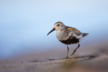 Dunlin feeding on the beach of Baltic sea in Poland
