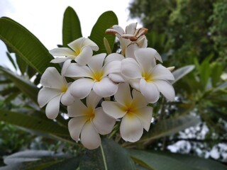 Obraz na płótnie Canvas white frangipani flowers