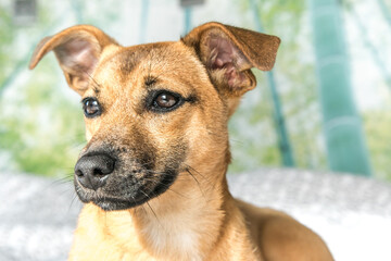 Brown cute puppy dog isolated on white, green background - rescue pet dog with adorable eyes