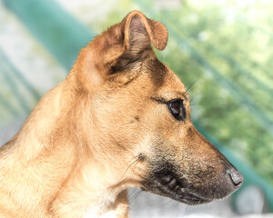 Brown cute puppy dog isolated on white, green background - rescue pet dog with adorable eyes