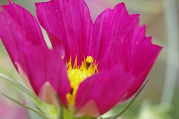 Fototapeta premium コスモス