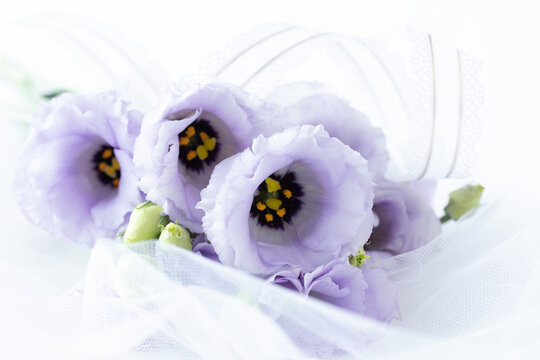 紫 Photos Royalty Free Images Graphics Vectors Videos Adobe Stock 紫 Photos Royalty Free Images Graphics Vectors Videos Adobe Stock