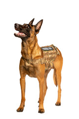 Belgian Malinois dog