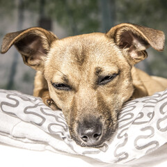 Brown cute puppy dog isolated on white, green background - rescue pet dog with adorable eyes
