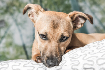 Brown cute puppy dog isolated on white, green background - rescue pet dog with adorable eyes