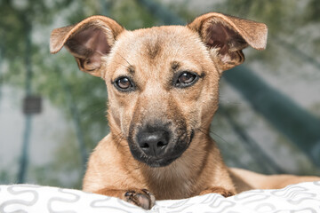 Brown cute puppy dog isolated on white, green background - rescue pet dog with adorable eyes