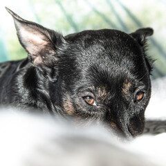 Black cute dog isolated on white, green background - rescue pet dog with adorable eyes