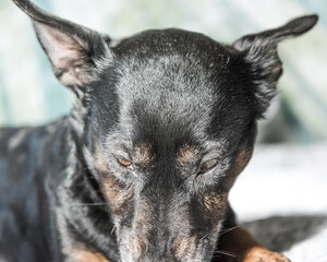 Black cute dog isolated on white, green background - rescue pet dog with adorable eyes