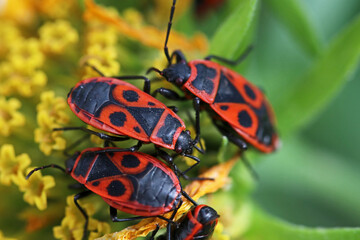 Several firebugs on a yellow flower. Pyrrhocoris apterus in natural habitat.