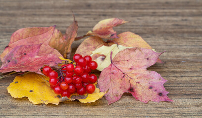 Viburnum opulus. clusters of red viburnum on a wooden background. berry on dry autumn leaves