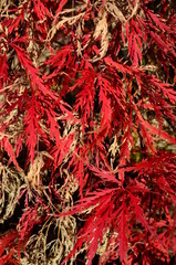 Fototapeta premium Closeup of a tree called Japanese Fan Maple in Autumn, red and brown leaves, sunny, bright, acer, leaf arrangement, season, wallpaper, background