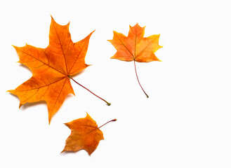 Three maple leaves isolated on white background