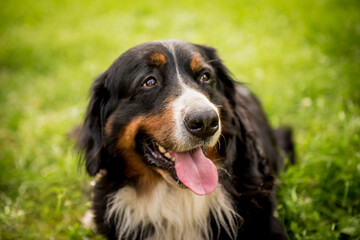 Portrait of cute Berner Sennenhund dog at the park.