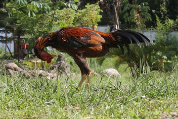 Fototapeta premium Chicken