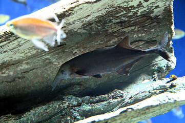 とてもユニークなエレファントノーズが食べ物を探して泳ぐ風景