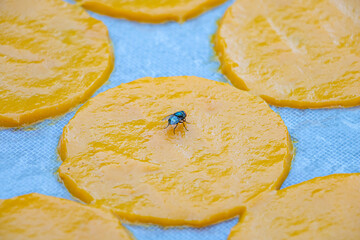 A fly taste the yellow round slice of drying mango, Thai countryside.