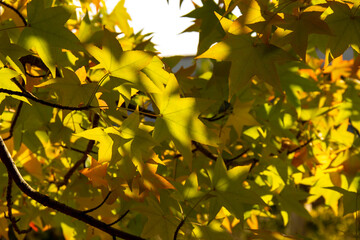 yellowed maple leaves in the rays of the autumn sun. natural autumn background.