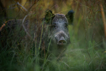 boar wild