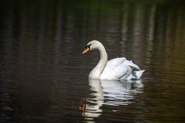 Close up young swan portrait grey nature spring birds wild life