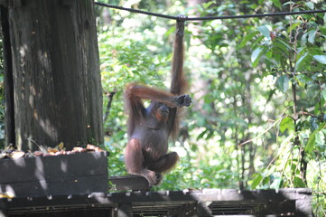 Orangutan in natural jungle tropical forest in Borneo island, endangered species of mammal
