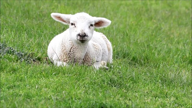 white lamb is lying on meadow

