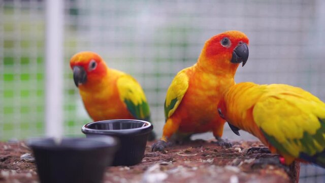 Group of Beautiful parrots eating food, Sun conure parrot birds on the perch, parrots in the park