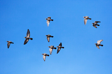 flock of homing pigeon flying against clear blue sky