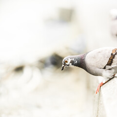 Little bird