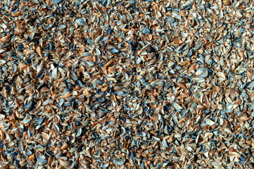 Seashells texture. Seashells background. Seashells by the sea.