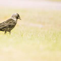 Jackdaw bird isolated on bright green grass