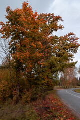 Autumn season is here, picture off trees in autumn. Shooting date - 10/11/2020. Location - Limbazi, Limbazu novads, Latvia.