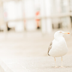 Seagull on the street of Ullapool, Scotland