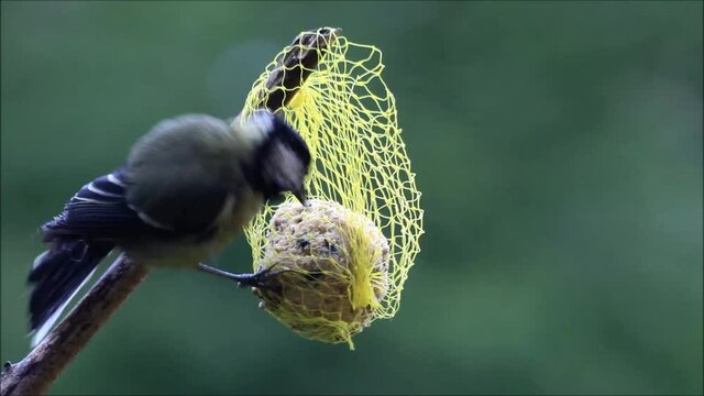 great tit parus major on fat ball
