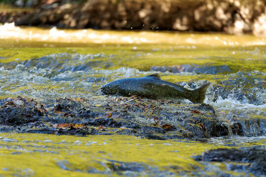 Chinook Salmon also known as King Salmon returning to their home rivers to spawn
