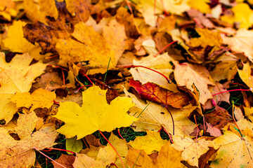 Orange yellow maple leaves background. Creative autumn background of fallen yellow and orange leaves in the forest. Seasonal concept. Orange maple leaf fall on ground in autumn in Latvia.