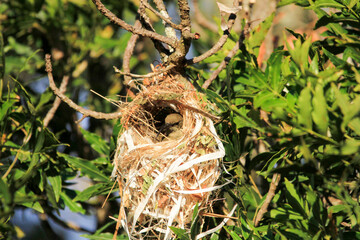 Amethyst Sun bird Female in nest
