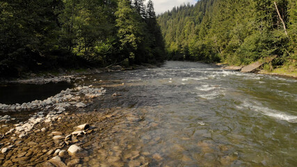 A river with stones surrounded by trees. A forest growing around a clear river with clear water.