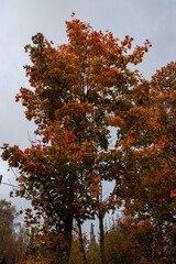 Autumn season is here, picture off trees in autumn. Shooting date - 10/11/2020. Location - Limbazi, Limbazu novads, Latvia.