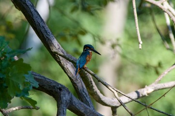 Alcedo atthis, fridge ricni lurking for its prey