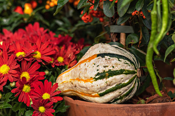 Still life with a pumpkin and seasonal blooming flowers at the harvest festival. Autumn season
