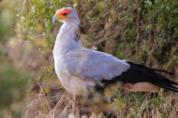 Secretary Bird in the bush veld

