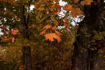 Autumn season is here, picture off leaves in autumn. Shooting date - 10/11/2020. Location - Limbazi, Limbazu novads, Latvia.