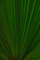 Obraz premium Close up of leaves texture or background