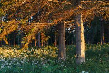 Pine forest with the last of the sunrays on the trees.