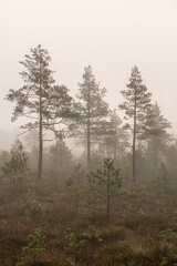 Misty scene on a foggy morning in swamp in October in Kangari in Latvia