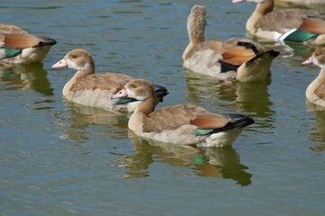 domestic waterfowl bask on the water